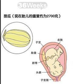怎样受孕图片,从怎样受孕图片看生命起源